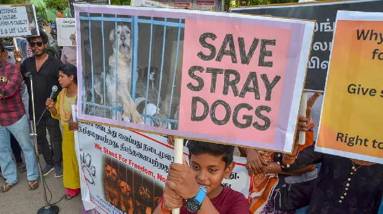 Stray Dogs
